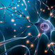 HOW THE EARLY BRAIN DEVELOPS