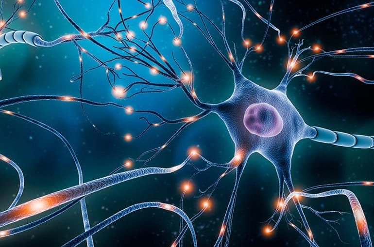 HOW THE EARLY BRAIN DEVELOPS