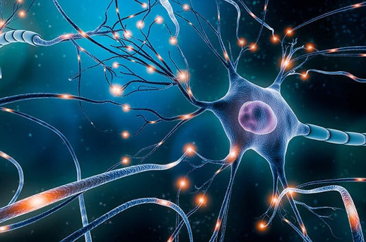 HOW THE EARLY BRAIN DEVELOPS