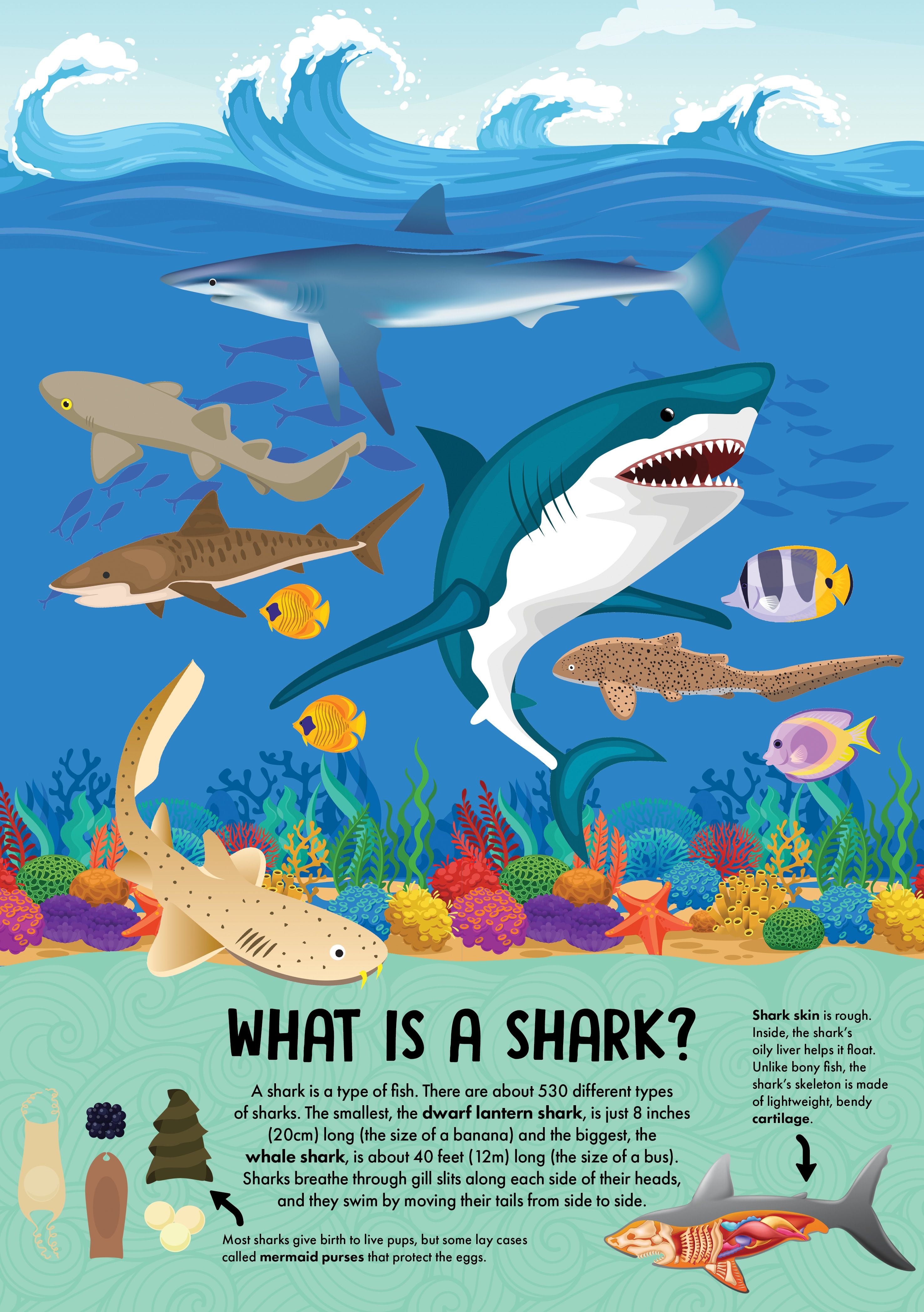 NATURE POP-UP! SHARKS - Discovery Toys