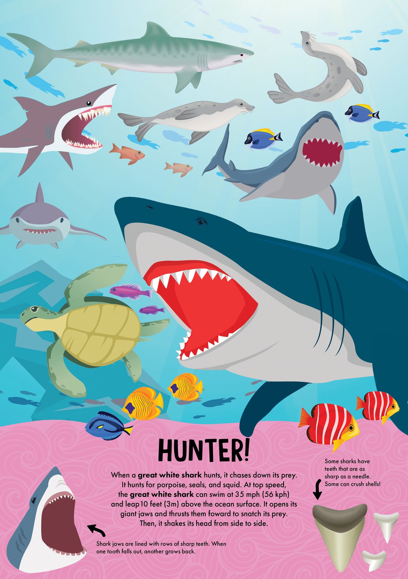 NATURE POP-UP! SHARKS - Discovery Toys