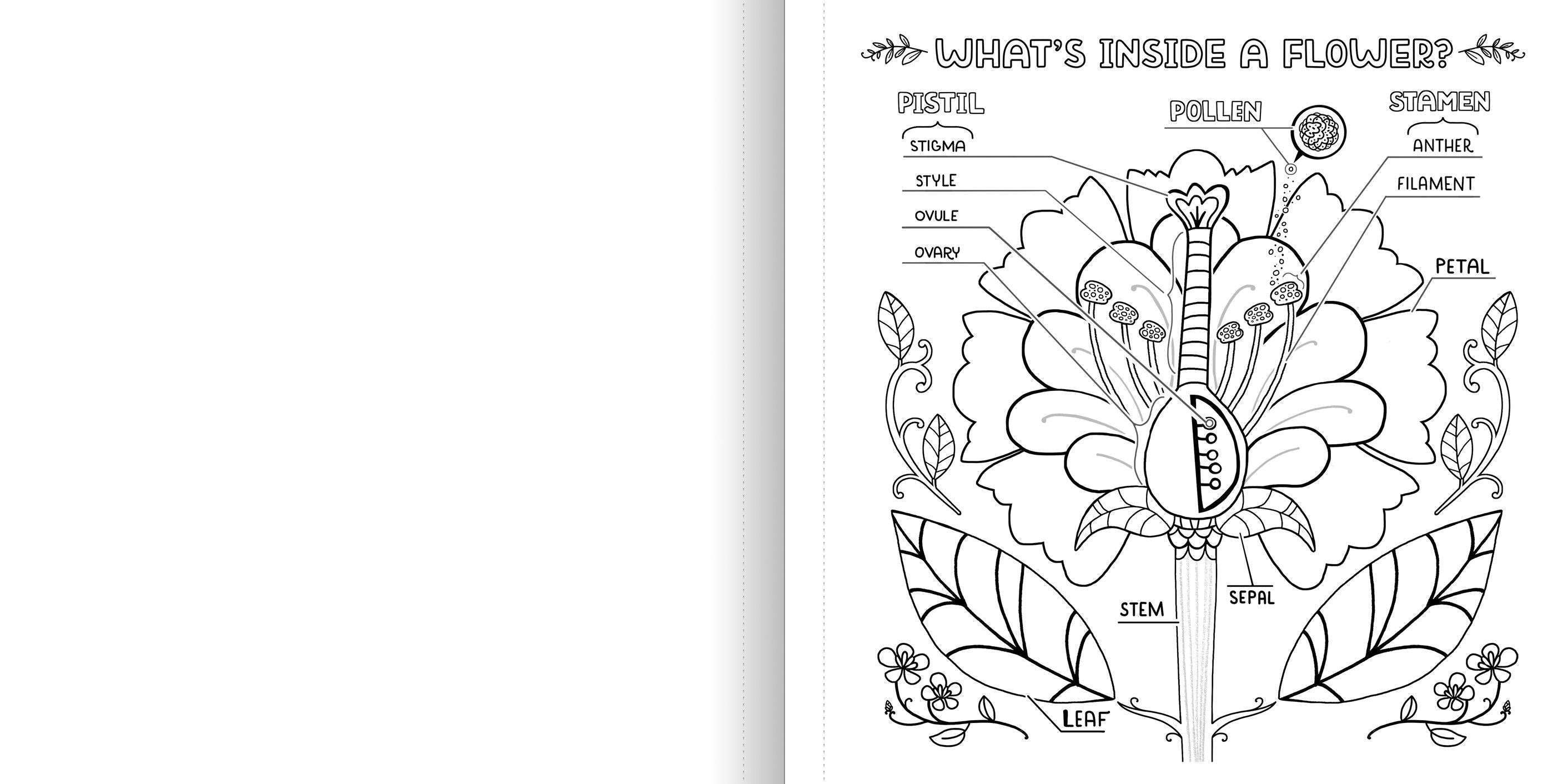 WHAT’S INSIDE A GARDEN: Science and Nature Coloring Book - Discovery Toys