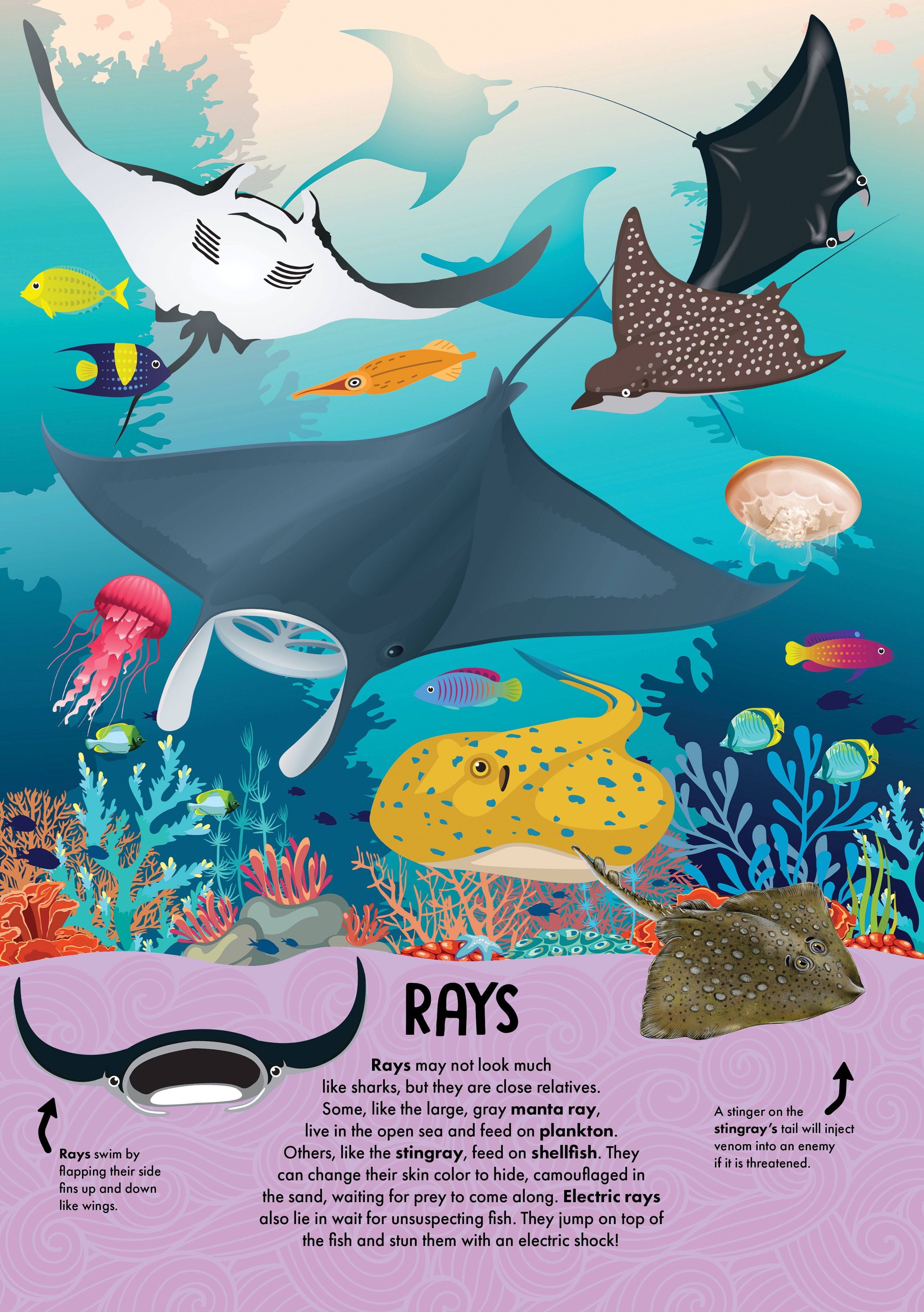 NATURE POP-UP! SHARKS - Discovery Toys