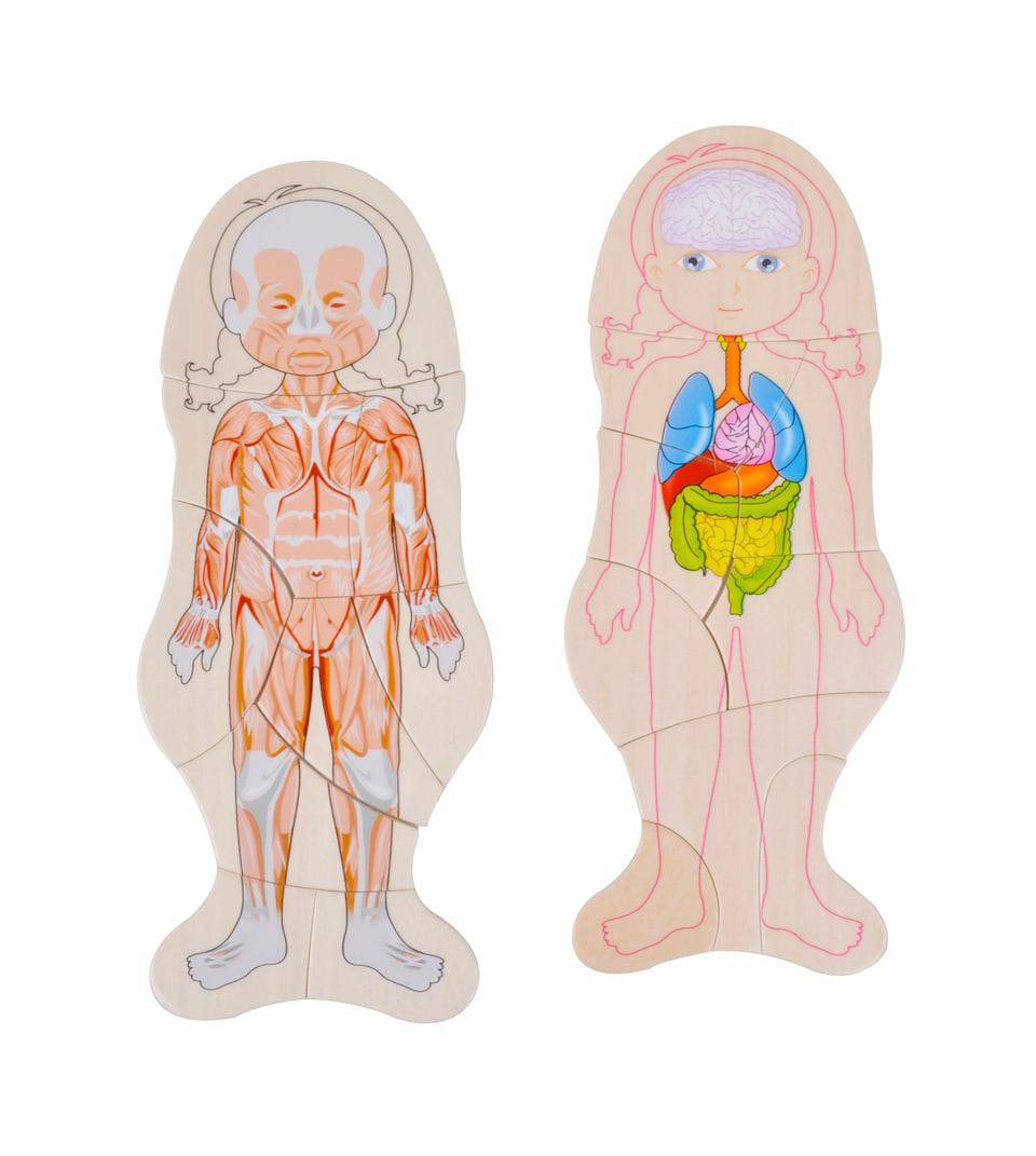 BODY AMAZING – Wooden Anatomy Science Puzzle - Discovery Toys
