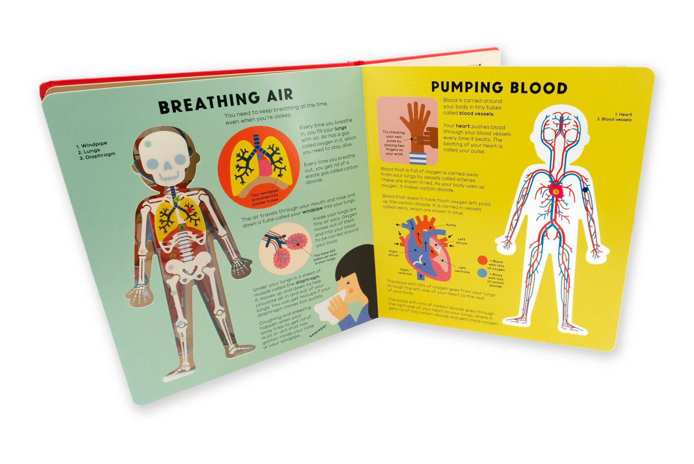 THE BODY BOOK - Interactive Science Book of Anatomy for Kids 7 Years & Up - Discovery Toys
